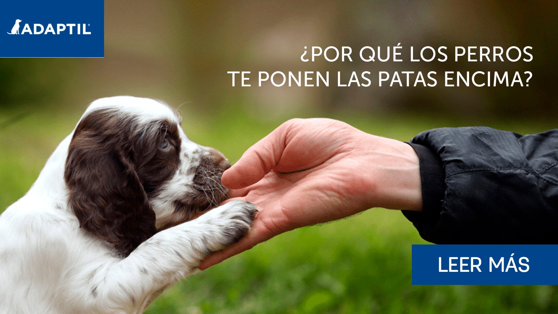 cachorro blanco y marrón dando la pata a una mano humana