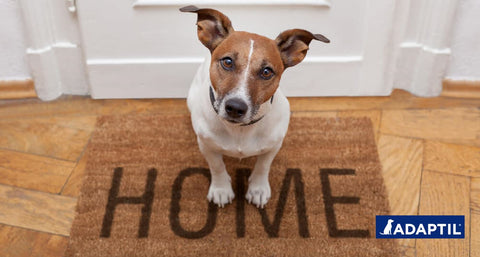 Cómo dejar a tu perro solo en casa sin que sea una experiencia estresante