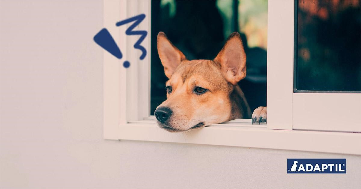 Consejos para prevenir la ansiedad por separación