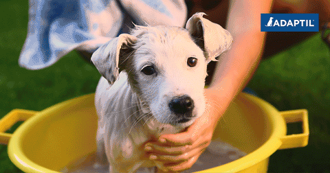 Consejos para mantener a tu perro fresco durante el verano