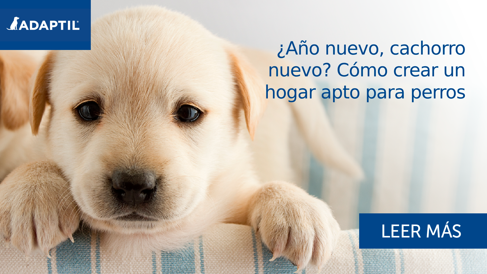 ¿Año nuevo, cachorro nuevo? Cómo crear un hogar apto para perros