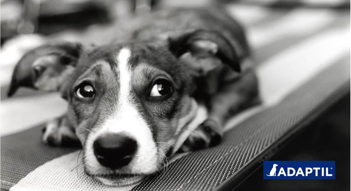 ¿Está mi perro estresado o nervioso?