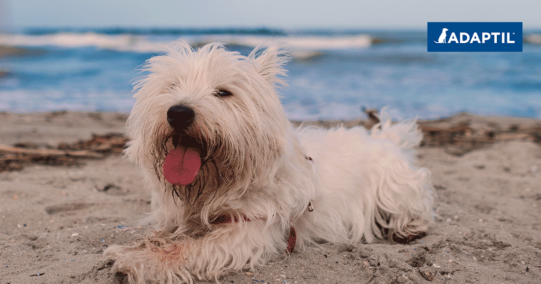 Vacaciones con tu perro, ¿qué necesitas saber?