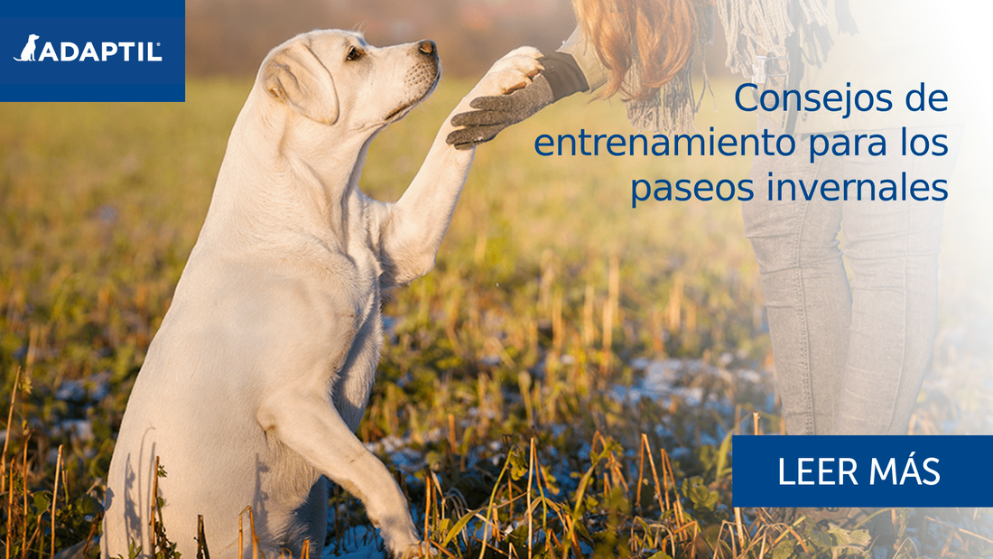 perro labrador dando la patita