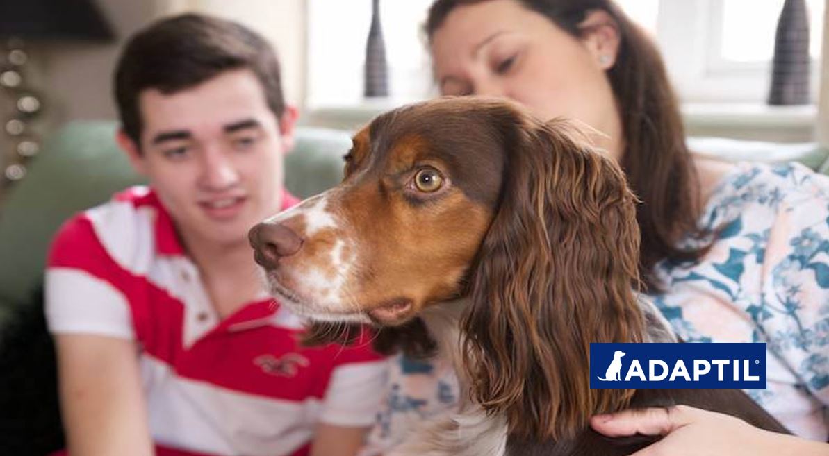 El punto de vista de un perro: ¿Cómo me ayuda Adaptil en casa?