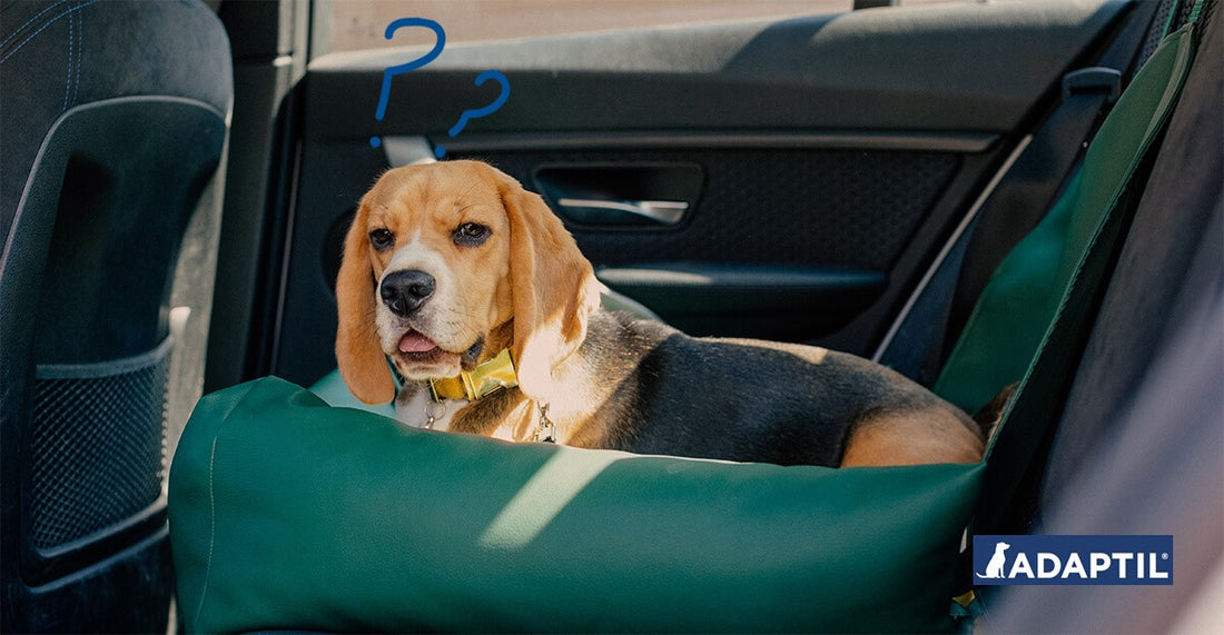 Mi perro lo pasa muy mal en el coche. ¿Cómo puedo ayudarlo?