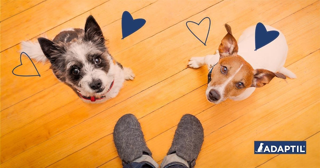¿Tu perro no se separa de ti?