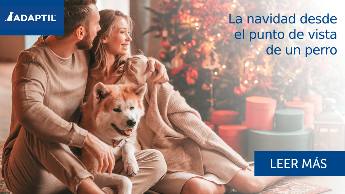 Llega la Navidad – El punto de vista de un perro