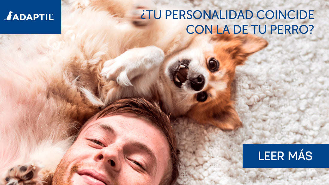 ¿Tu personalidad coincide con la de tus perros?