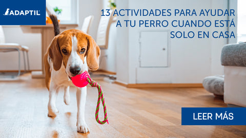 13 Actividades para Ayudar a Tu Perro Cuando Está Solo En Casa