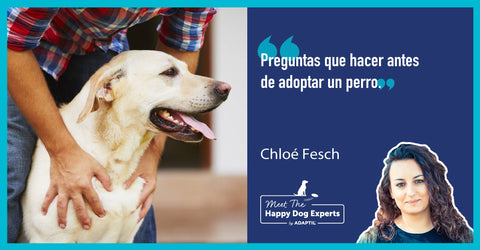 Preguntas que debes plantearte antes de adoptar un perro | Happy Dog Expert