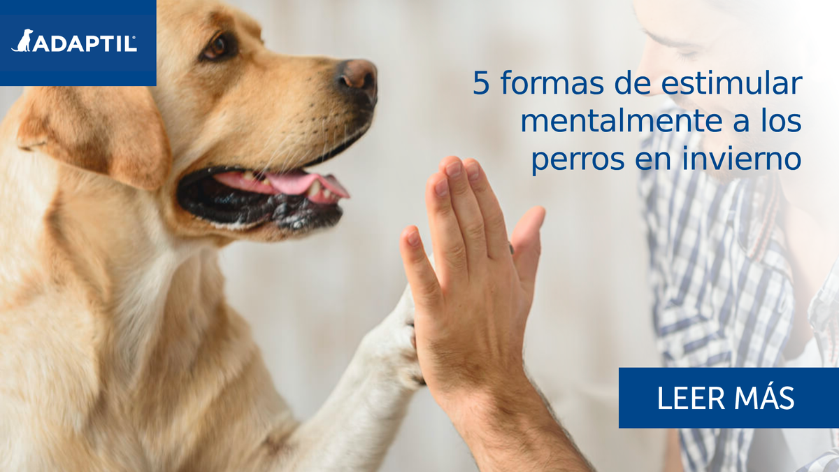 5 formas de estimular mentalmente a los perros | Blog ADAPTIL
