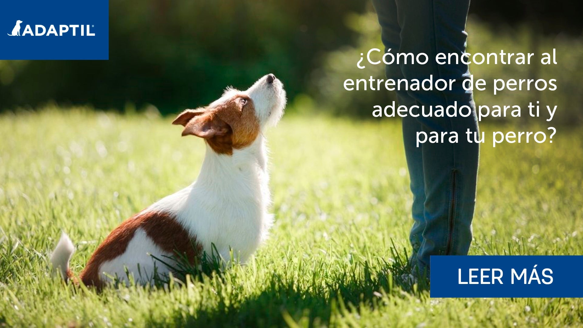 Cómo encontrar al educador de perros adecuado para vosotros