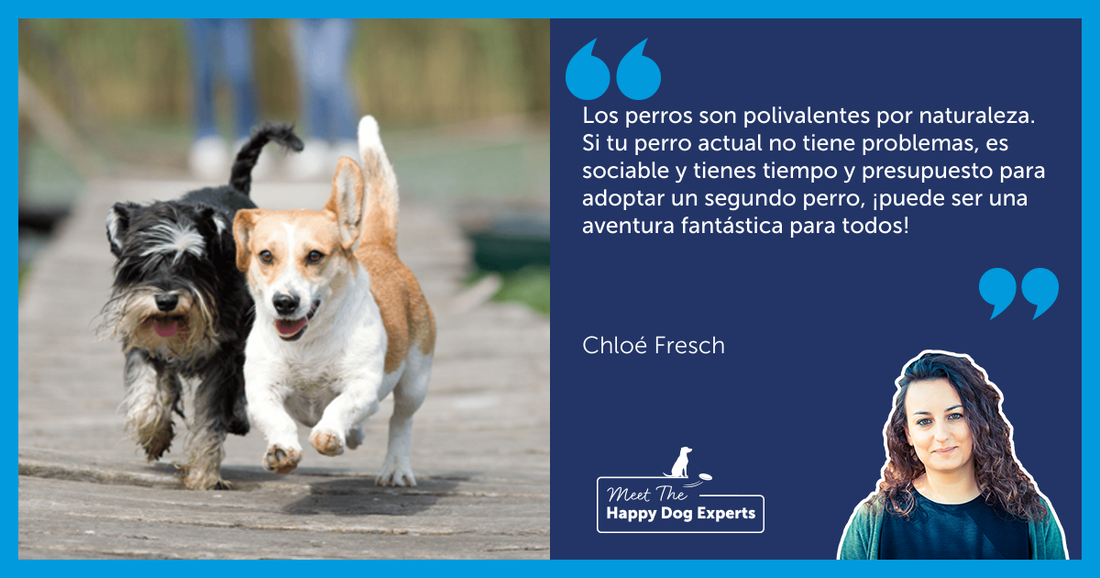 ¿Es una buena idea adoptar un segundo perro?