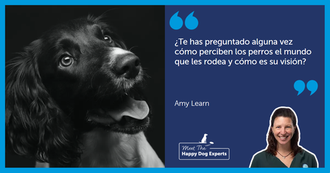 Perro negro mirando hacia arriba