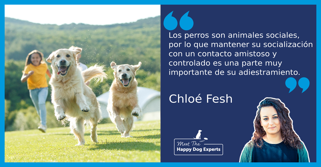 perros saltando por el campo con una mujer detrás