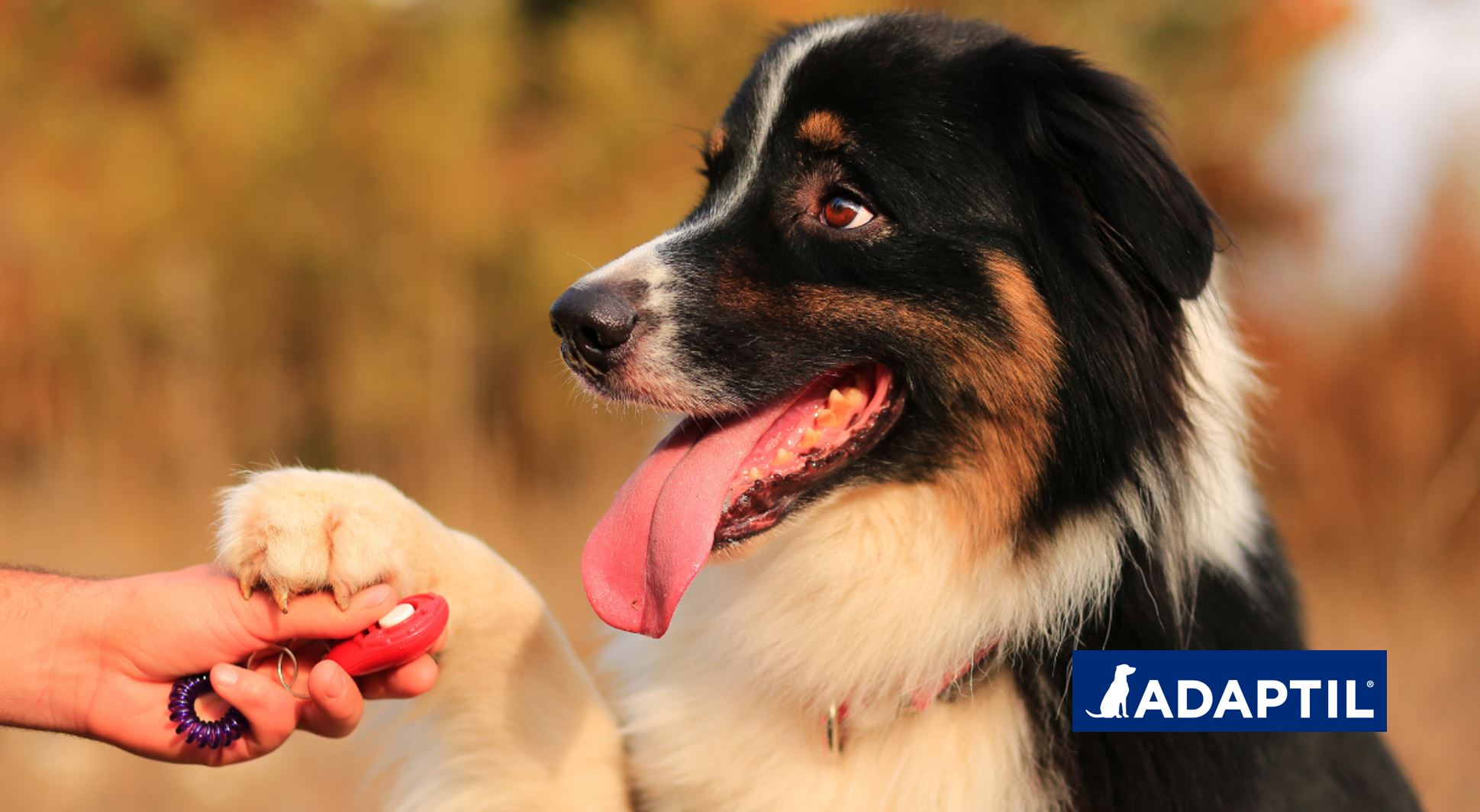 perro dando la patita a una mano