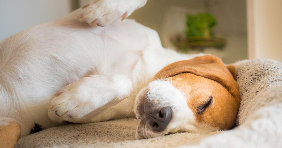 Cómo ayudar a tu perro a relajarse