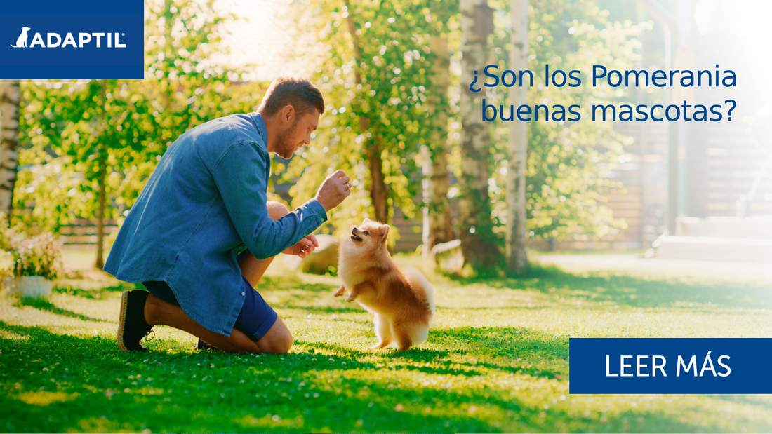 ¿Son los Pomerania buenas mascotas? Consejos y sugerencias