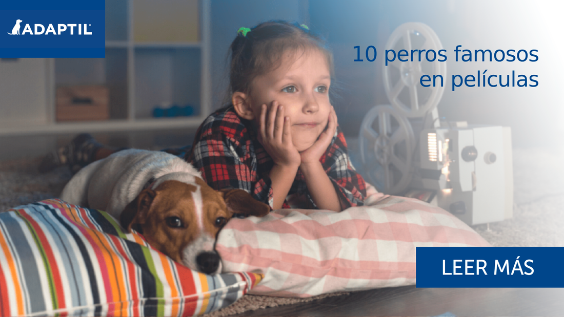 10 perros famosos en películas