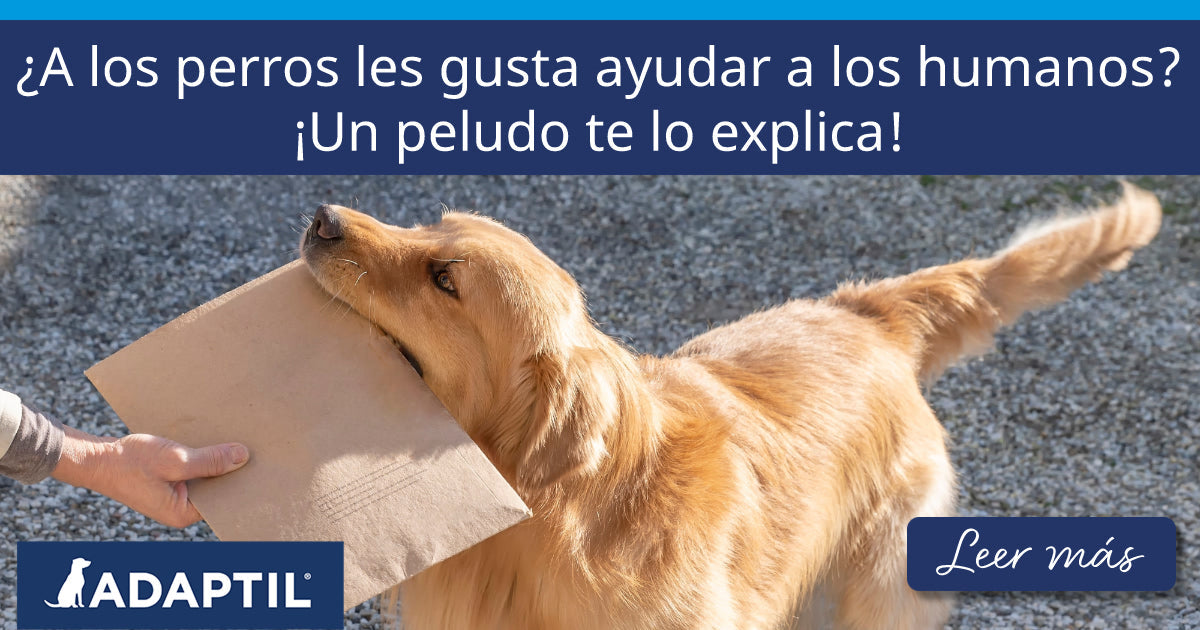 Golden Retriever entregando a una persona un sobre de cartón que lleva en la boca.