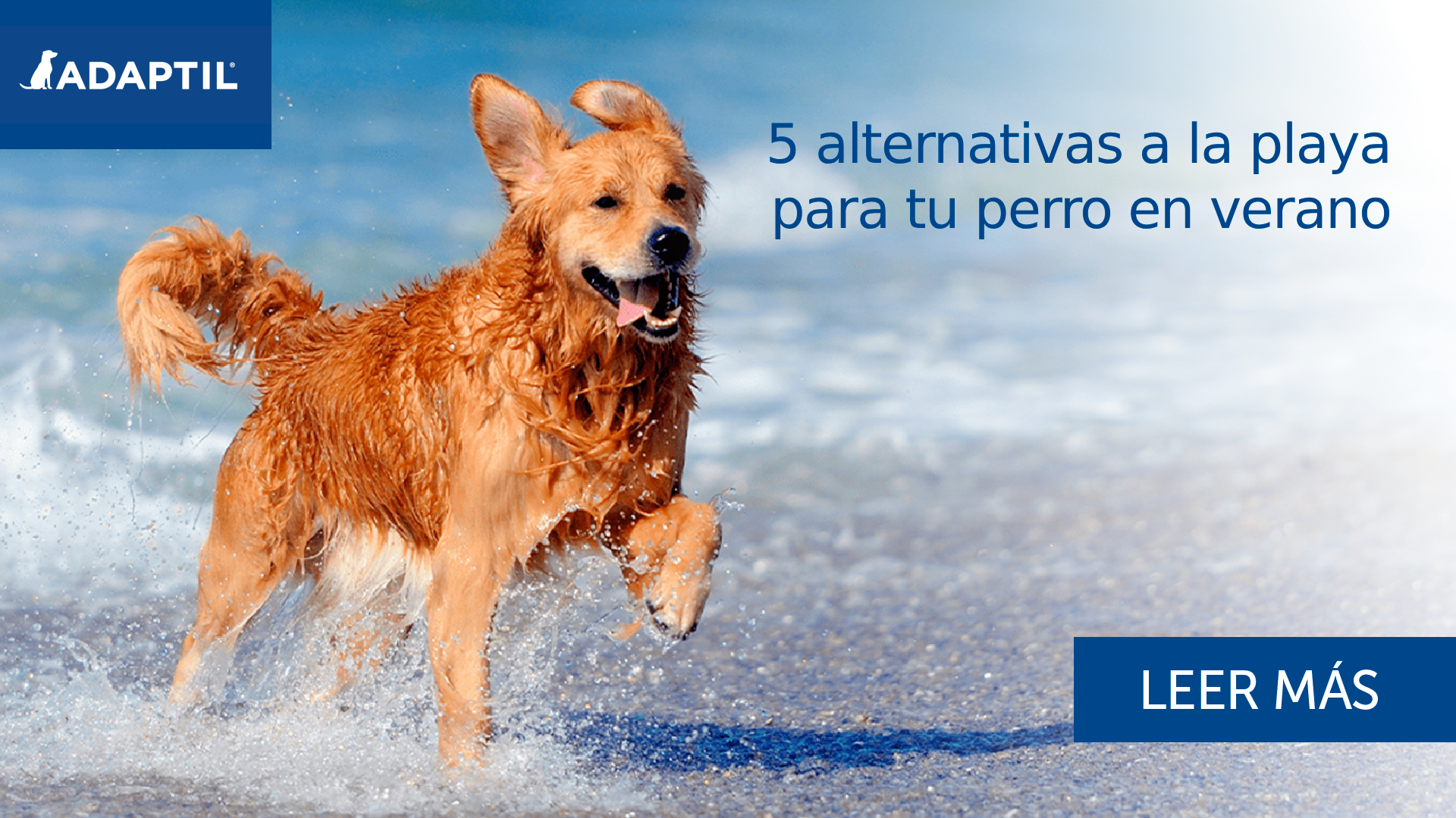 5 alternativas a la playa para tu perro en verano