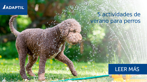 5 actividades de verano para perros