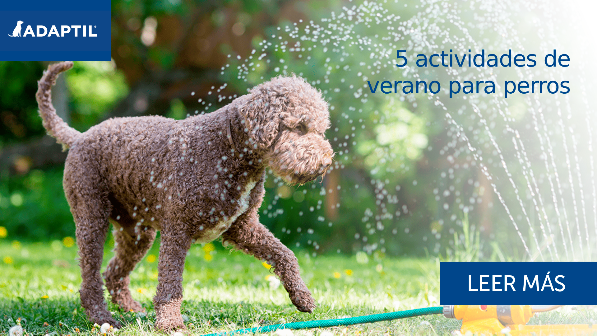 5 actividades de verano para perros