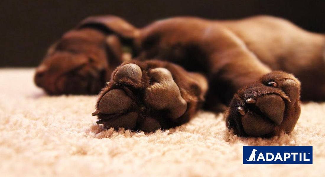 El punto de vista de un perro: ¿Por qué mi perro se lame las patas?