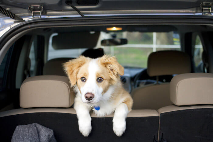 Viajar en coche con un cachorro