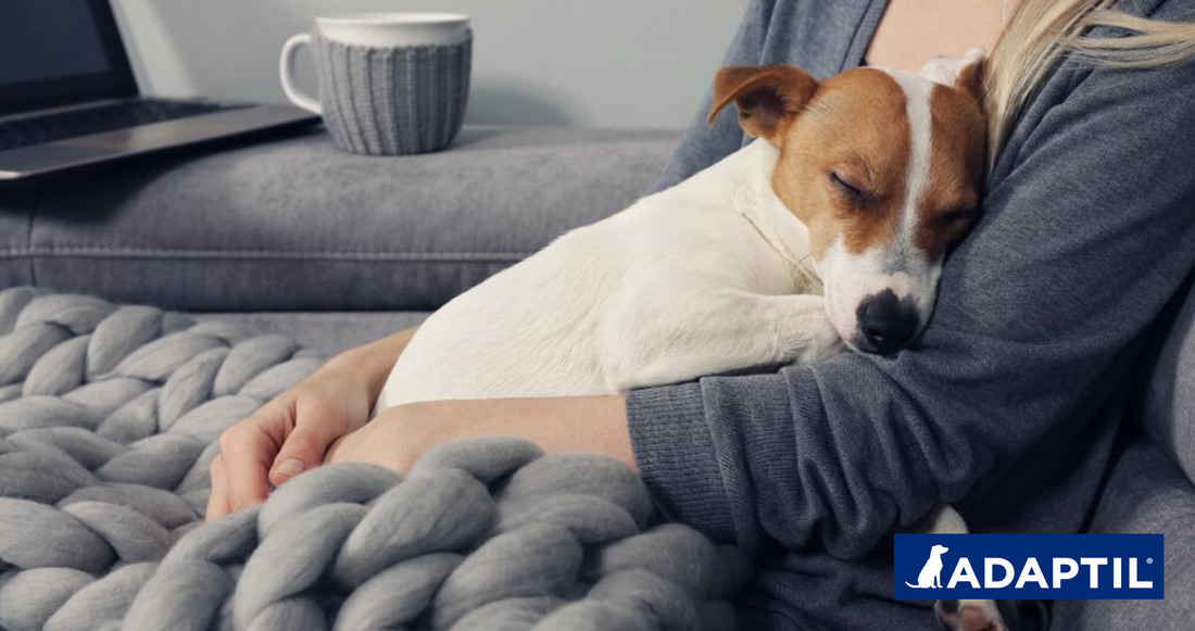 Perros y Ruidos Fuertes: 5 Pasos Para Calmar A Tu Perro