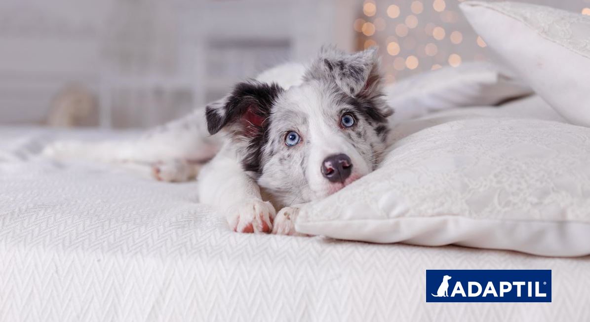 Consejos para ayudar a tu perro a superar la ansiedad por separación