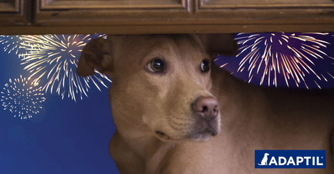 Ayuda a tu perro a sentirse en calma durante la noche de San Juan