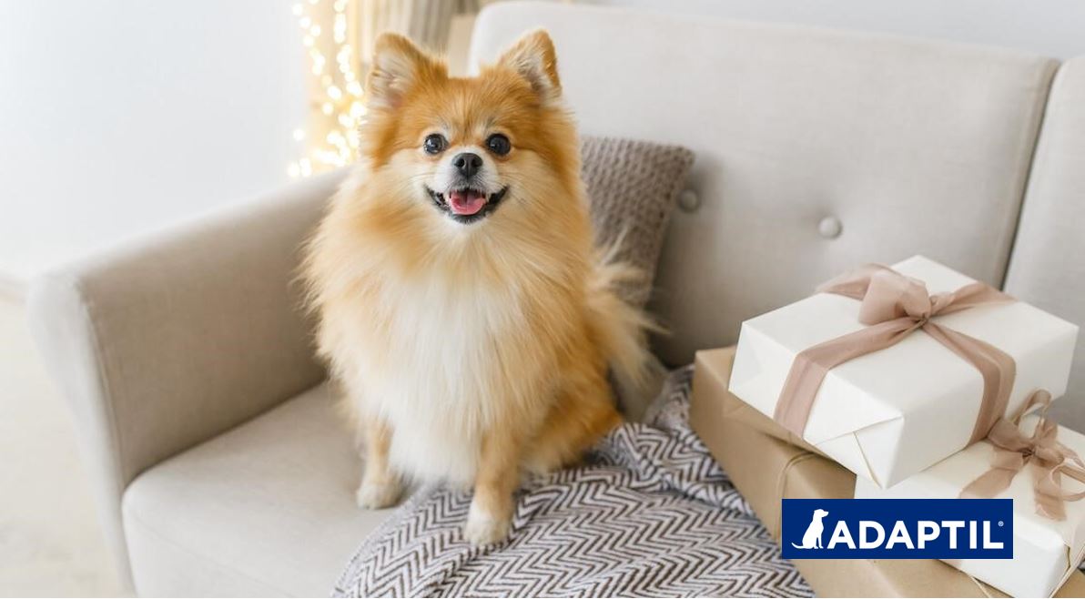 ¿Cuándo es el Día Internacional del perro y cómo puedes celebrarlo?