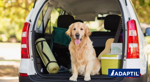 Preguntas frecuentes y respuestas de expertos: Qué hacer si tu perro tiene miedo del coche