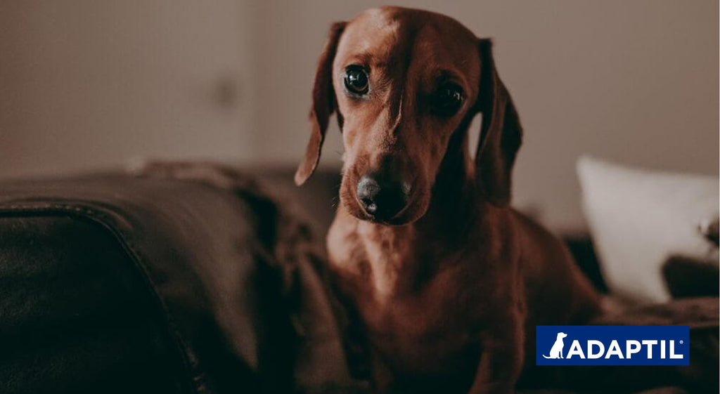 cuánto tiempo debe tomar entrenar a un perro en casa