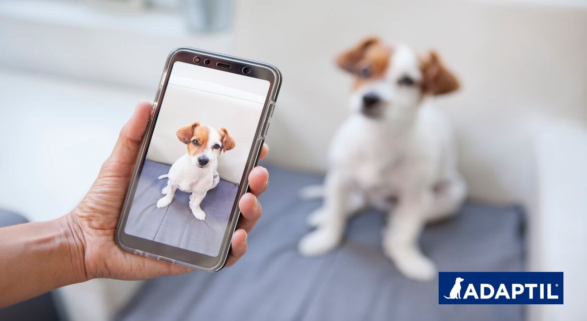 mano con móvil haciendo foto a perro