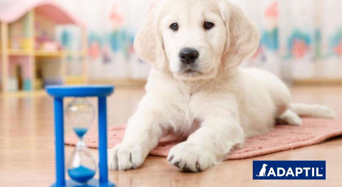 ¿Cuándo puedo empezar a dejar a mi perro solo en casa?