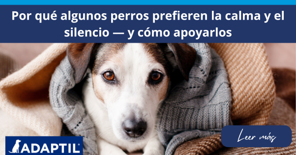 Perro Jack Russell tumbado con la cabeza y las patas asomando bajo una manta gris de punto.