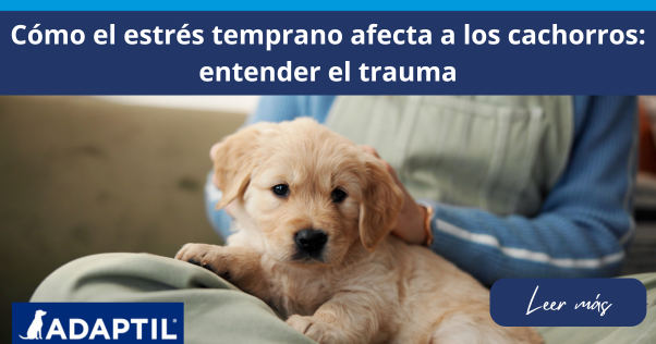 Pequeño cachorro marrón y blanco sentado en el regazo de una mujer mirando directamente a la cámara.