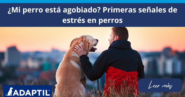 Hombre sentado en una colina al atardecer acariciando suavemente a su Labrador Retriever.
