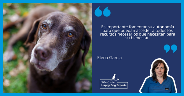  Perro marrón anciano sentado sobre la hierba entre hojas.