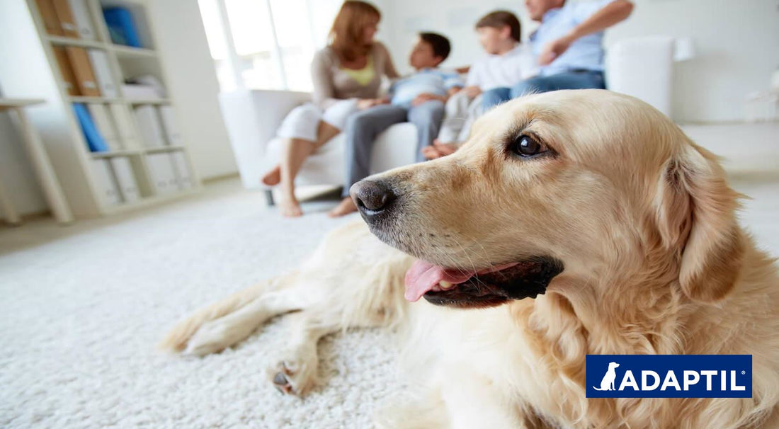 Cómo ayudar a tu perro recién adoptado a establecerse en casa