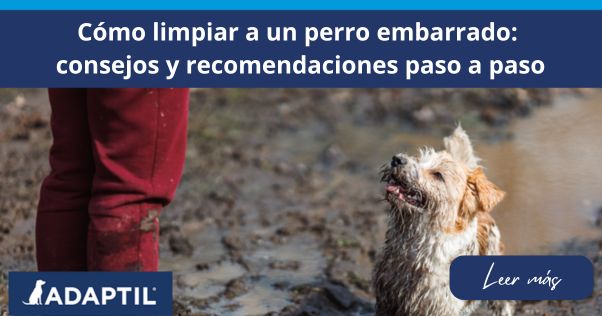 Perro terrier de pie en un campo embarrado, mirando hacia su humano que tiene barro salpicado en los pantalones y lleva botas.