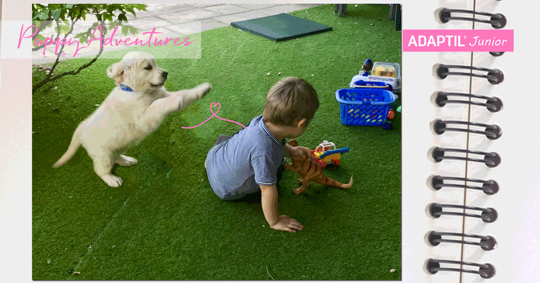 cachorro de golden jugando con un niño