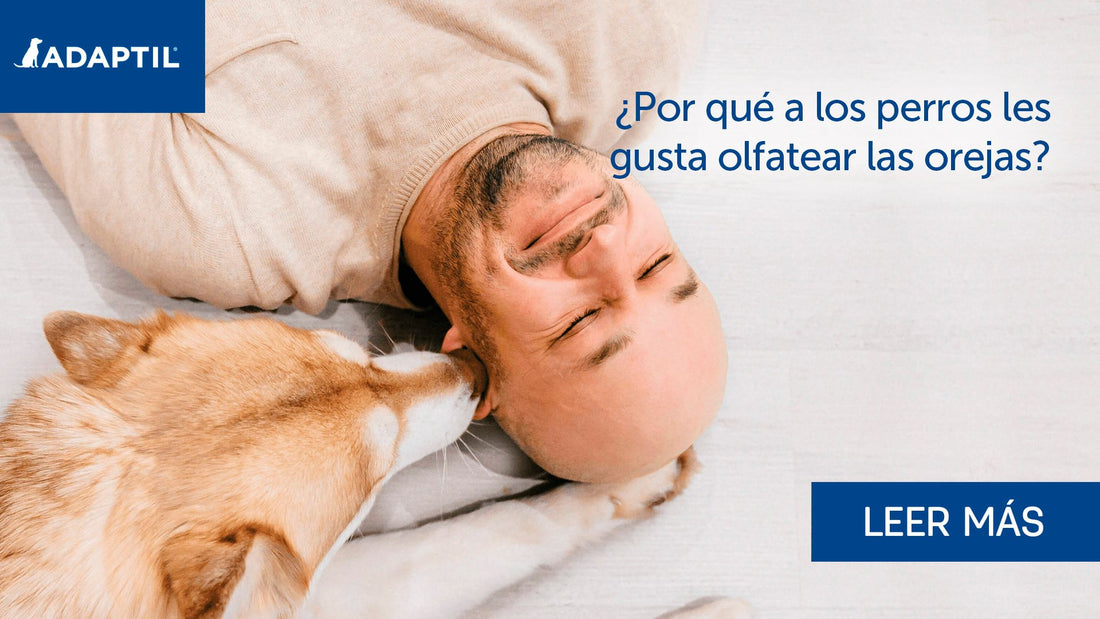 ¿Por qué a los perros les gusta oler las orejas? ¡Desde la perspectiva de un perrito!