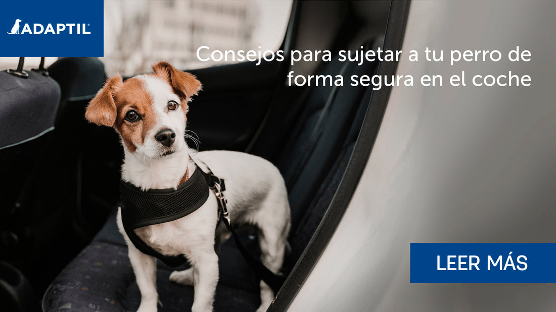 4 consejos para sujetar a tu perro de forma segura en el coche