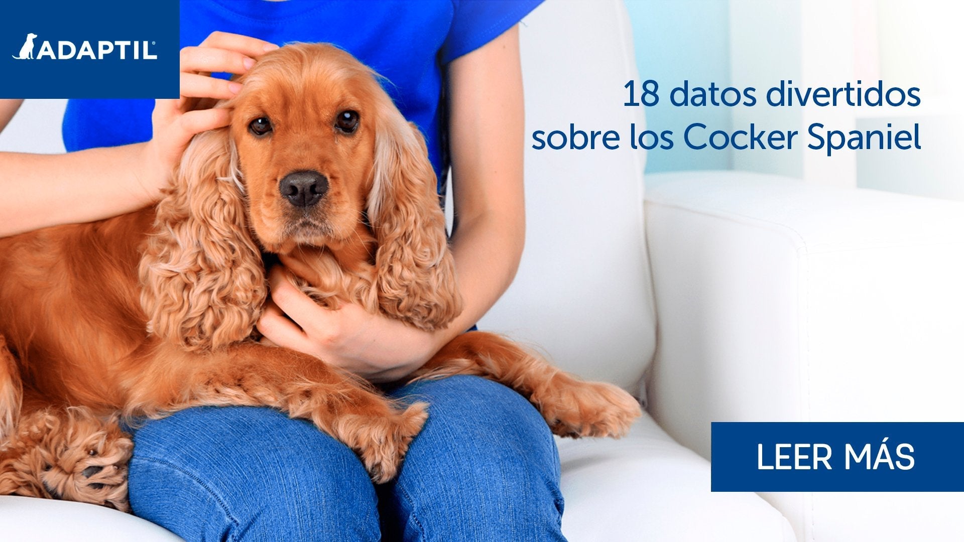 18 datos curiosos sobre los Cocker Spaniel