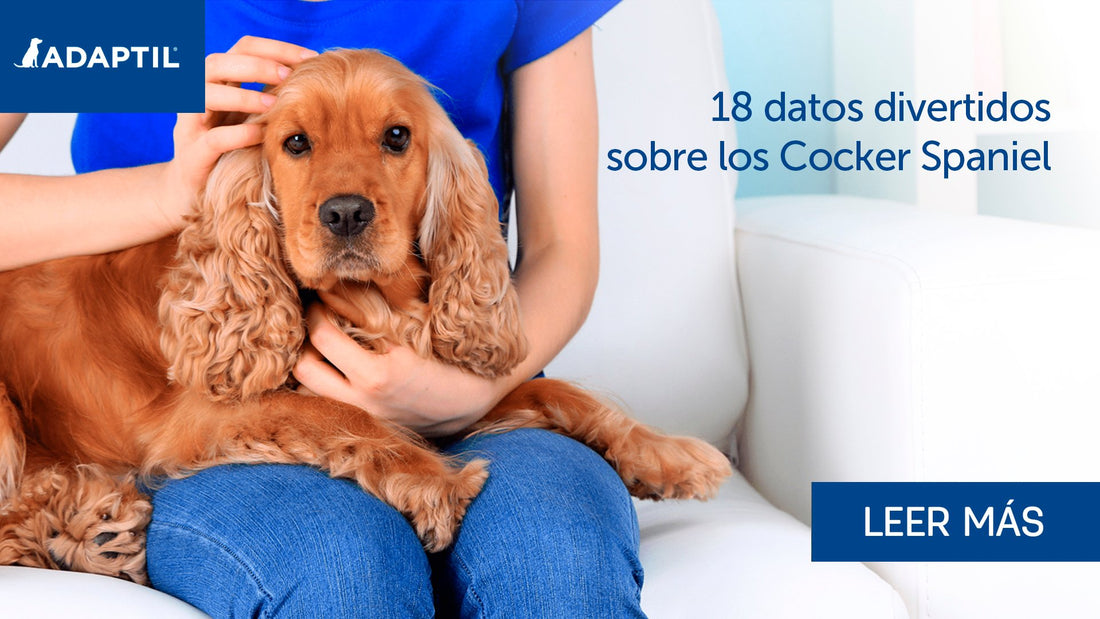 18 datos curiosos sobre los Cocker Spaniel