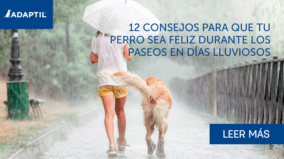 12 consejos para que tu perro se sienta feliz bajo la lluvia